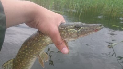 Northern Pike, 0.4 kg — Rubikių