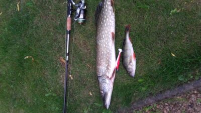 Northern Pike, 2.4 kg — Gudelių