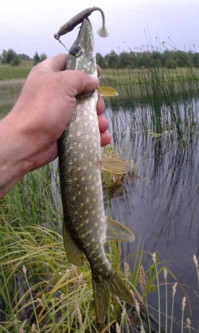 Northern Pike