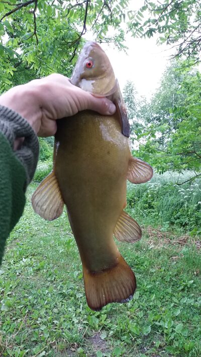 Tench