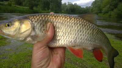 chub, 0.8 kg