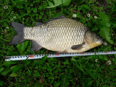 Prussian carp, 1.4 kg — Karklėnų