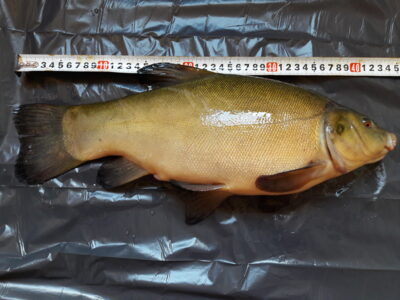 Tench, 1.7 kg