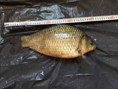 Prussian carp, 1.6 kg — Karklėnų