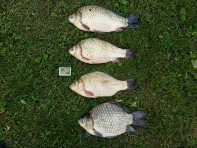 Prussian carp ×4