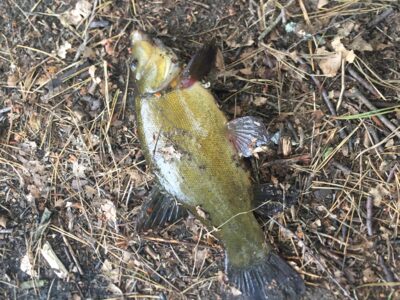 Tench