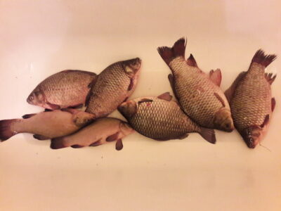 Prussian carp ×5 — Šaukėnų I-asis