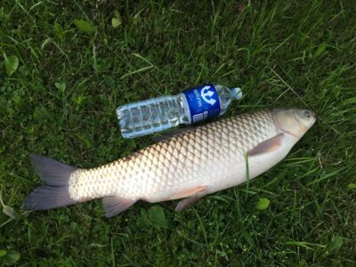 Grass carp, 5.5 kg