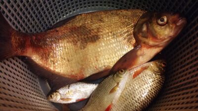Carp bream, 1.0 kg