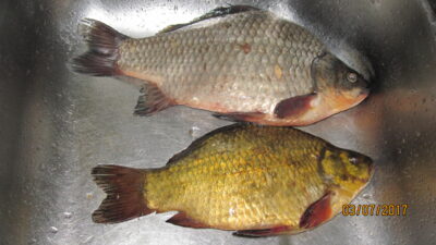 Crucian carp, 0.5 kg