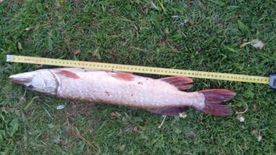 Northern Pike