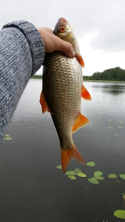 Roach, 0.8 kg