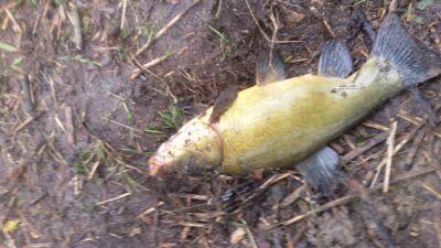 Tench, 1.1 kg