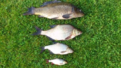 Carp, 1.9 kg
