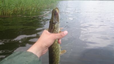 Northern Pike, 0.4 kg — Rubikių