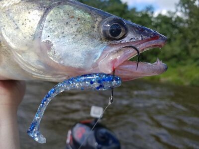 Pike perch ×3 — Neman River