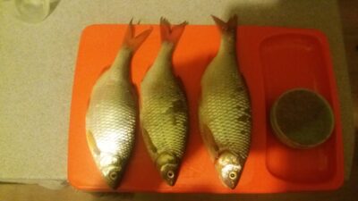 Roach ×3