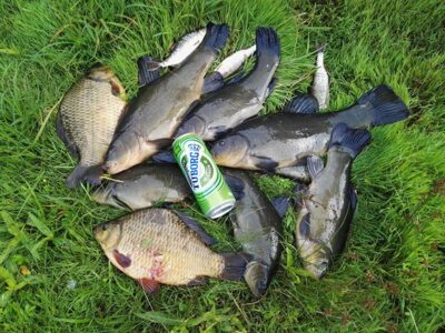 Tench