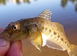 Gudgeon, 0.1 kg — Upė