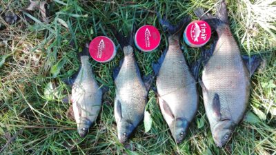 Carp bream ×4 — Kiaunas