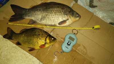 Prussian carp, 1.4 kg