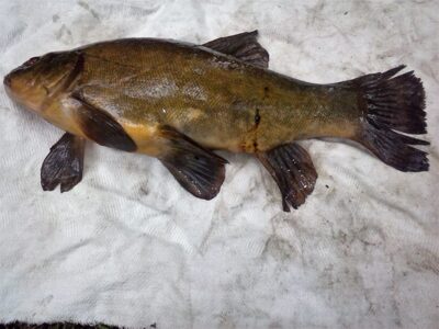 Tench, 1.4 kg — Maldenių