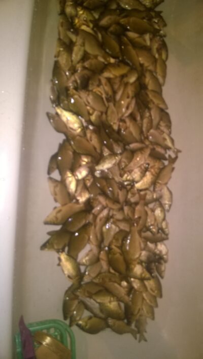 Prussian carp