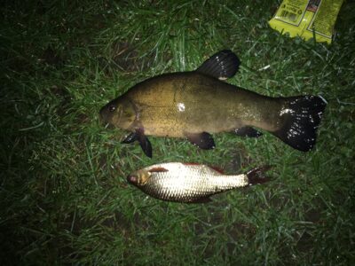 Tench, 0.8 kg