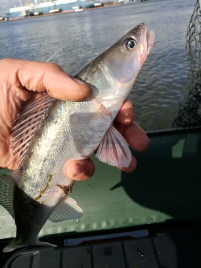 Pike perch ×4 — Kuršių