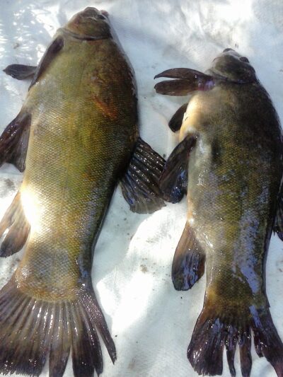 Tench ×2