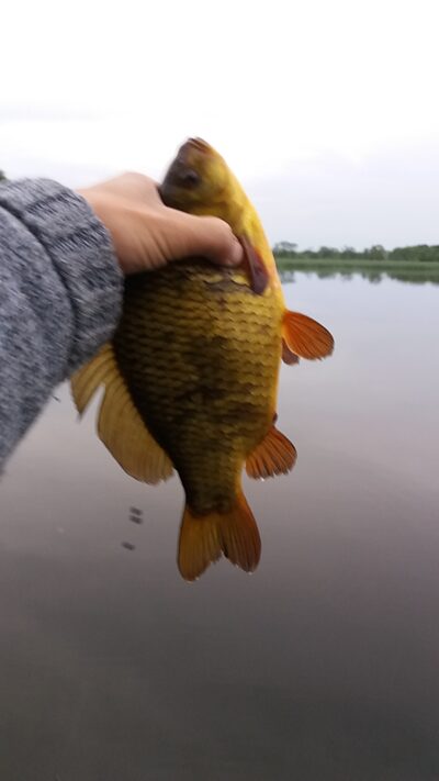 Crucian carp