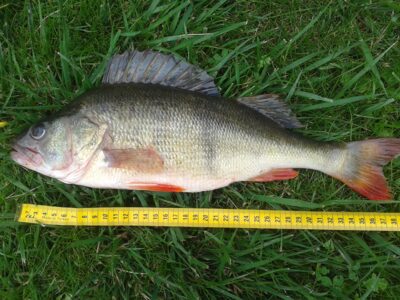 Eurasian perch, 0.9 kg