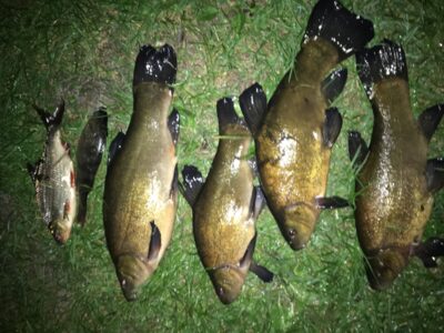 Tench