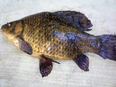 Crucian carp, 1.2 kg