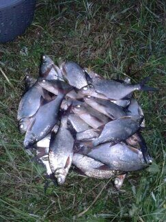 Silver Bream — Bublių