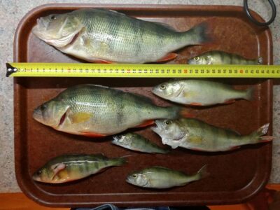 Eurasian perch ×8 — Širvėnos