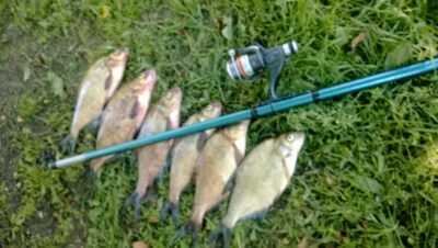Carp bream ×6