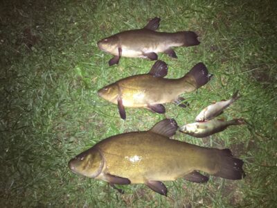 Tench