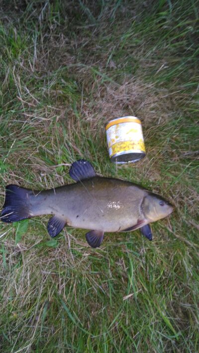 Tench, 1.2 kg — Mūša