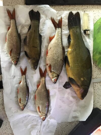 Tench ×2 — Balsys