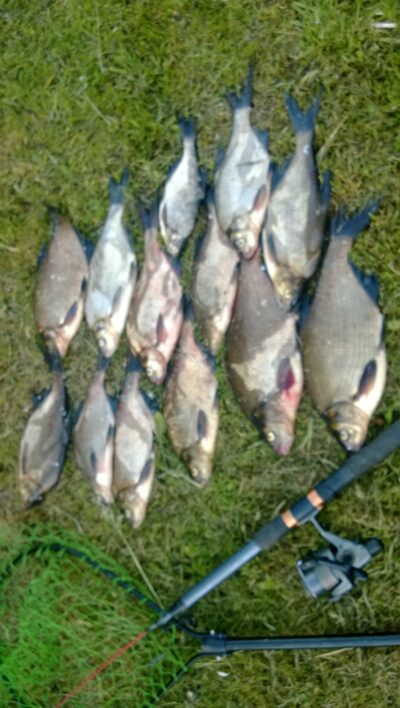 Carp bream ×13