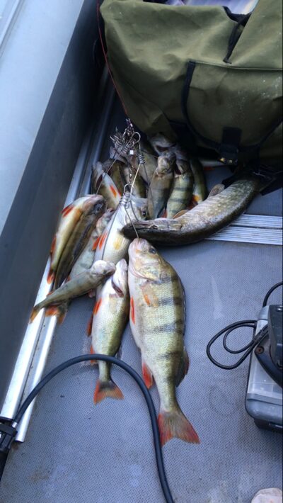 Eurasian perch ×27