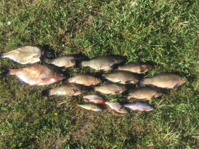 Tench