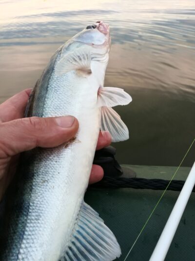 Pike perch — Kuršių