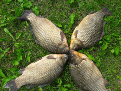 Sidabrinis karosas ×4