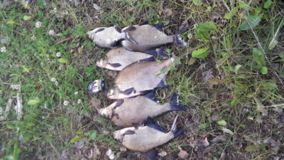 Carp bream ×6