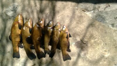 Tench
