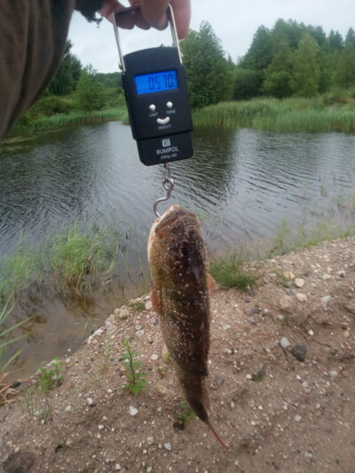 Eurasian perch, 0.5 kg