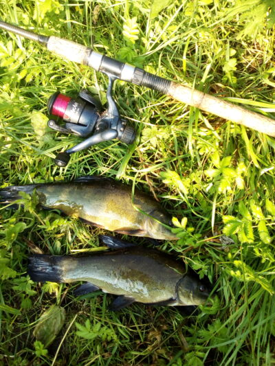 Tench ×2