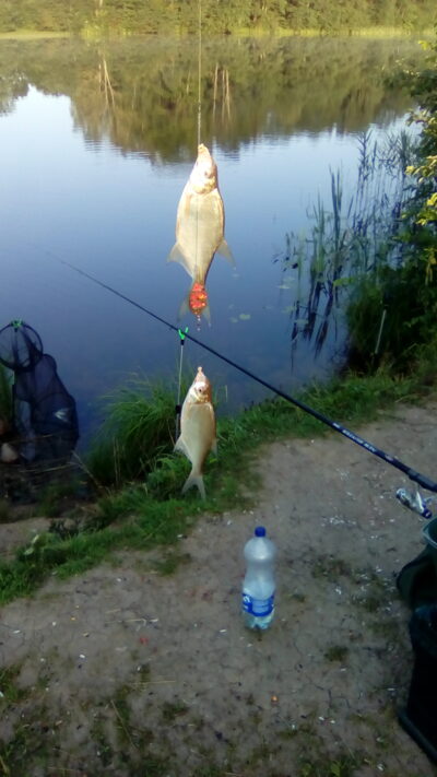 Silver Bream ×2 — Pociūnų